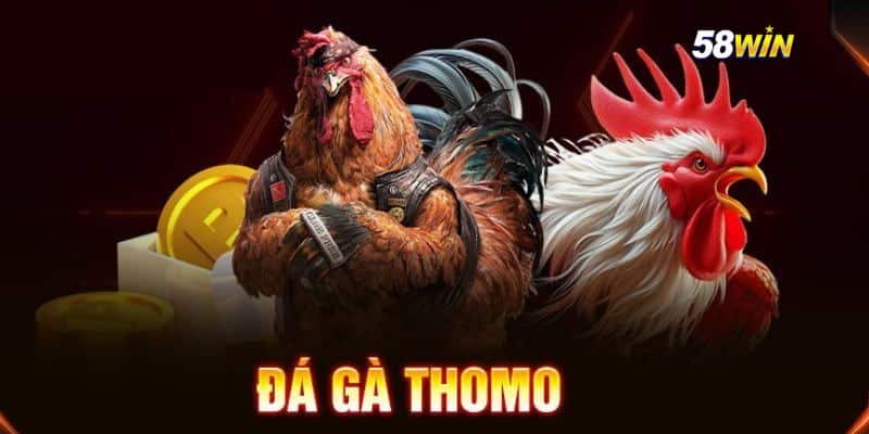 Đá Gà Thomo – Trận Đấu Đỉnh Cao, Cá Cược Hấp Dẫn Tại 58WIN