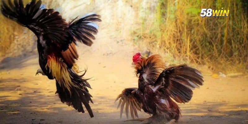 Đá Gà Cựa Sắt Là Gì ? Các Thông Tin Cần Biết Khi Tham Gia Đá Gà