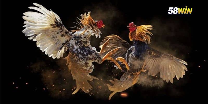 Cách lựa chọn chiến kê tốt nhất