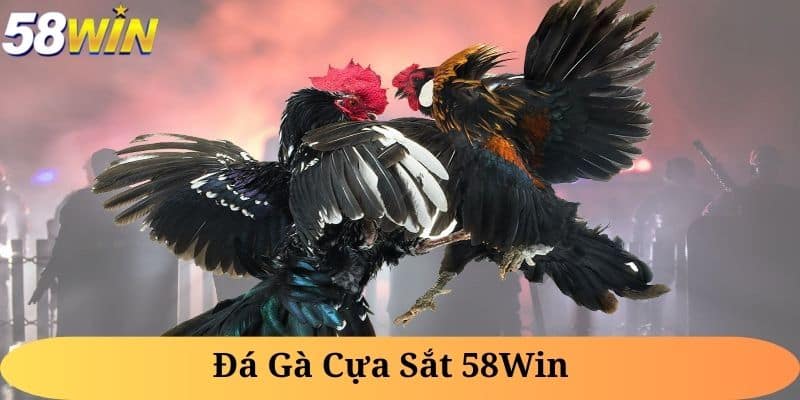 Các dịch vụ của đá gà 58WIN