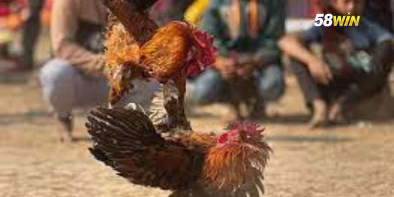 Cách chọn gà đá tốt tại đá gà Thomo