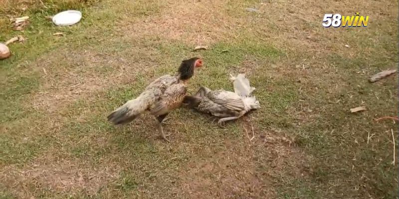 Kinh nghiệm đá gà thắng lớn 