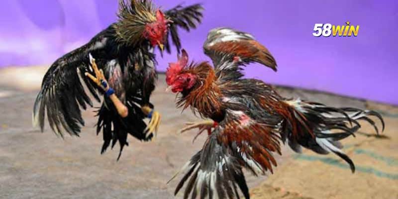 Giới thiệu về nhà cái 58WIN