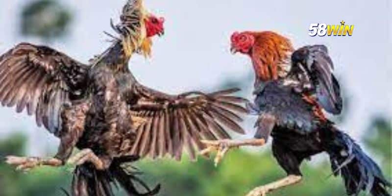 Ưu điểm nổi bật của đá gà tại nhà cái 58WIN